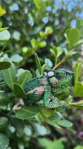 莫塞尔湾Garden Route Safari Camp的树枝上的一个绿色蜥 ⁇ 