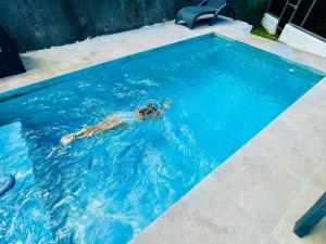 普纳奥亚Tahiti Moetama Cosy Lodge - VILLA ITI的狗在游泳池游泳