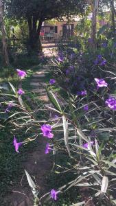 暹粒NLCO民宿的花园中一条布满紫色花的小路