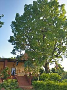 乌代浦Haveli Zorawar的房子前面的一棵大树