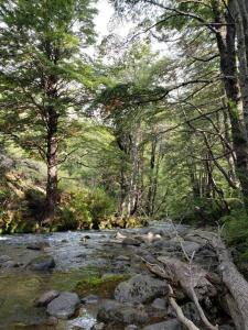 马拉卡韦罗Casa Malalcahuello Corralco的森林中的小溪,有岩石和树木