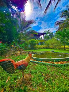 达瓦拉维Yoma Wild Hotel的池塘旁的草地上的小鸡