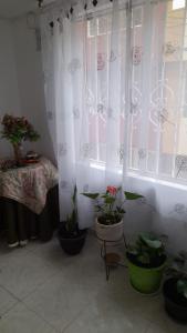 波哥大El descanso的一间种植了盆栽植物的房间和一个带窗帘的窗户