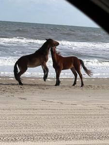 科罗拉Wild Horse Inn的两匹马站在海边