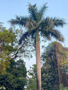 比拉特纳加尔Hotel Sova's Inn的树中间的棕榈树
