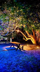 阿廷斯Morada Venturi的夜晚坐在树下野餐桌