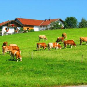 滨湖瓦京Plattenberger Hof的一群牛在草地上放牧