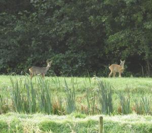 VoorstBed & Breakfast Appenseweg的两只鹿在草地上行走