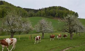 布格多夫Bauernhof Bättwil - b48307的一群牛在一片树木繁茂的田野里放牧
