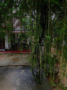 乌纳瓦图纳Mango villa的树在藤丛房子前面