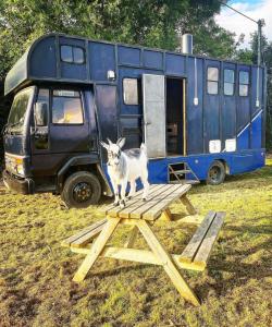 约克North Yorkshire Horse Box的一只猫站在野餐桌前