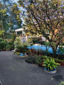 噶伦堡The Shire Kalimpong的一组盆栽植物,位于游泳池旁