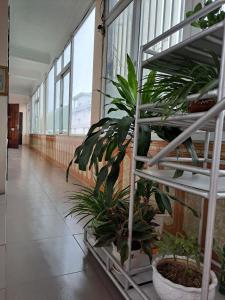 NHÀ NGHỈ THÀNH MINH的建筑中种有植物的走廊