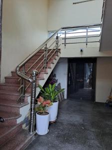 NHÀ NGHỈ THÀNH MINH的两棵盆栽植物的建筑中的楼梯