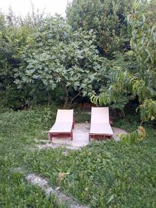 赫尔采格诺维Kamp Seosko domaćinstvo Radman - Bungalov的两把椅子坐在花园中间
