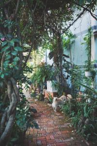 永隆Mekong Pottery Homestay, Green-Friendly & Boat Tour的坐在花园砖路上的猫