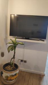 瓜蒂萨Casa Ines的坐在电视前的地板上的一个盆栽植物