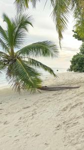费利杜Alimas Holiday Retreat Maldives的棕榈树坐在沙滩上