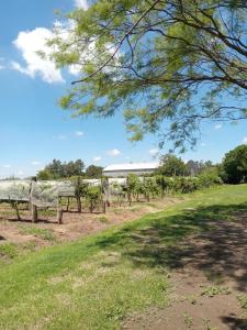 科洛尼亚卡罗亚casa de campo, Bodega Di Candi的田野里一排长椅