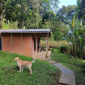 卡利Cucú Ardilla Vivienda Campestre en Pance的站在房子前面的草地上的狗