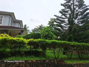 ManyemaFour bedroom home in Dar es salaam at Salasala near Mbezi beach的院子中的一棵房子和一棵松树