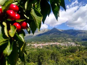 埃尔阿雷纳尔El Arrecorzo by #cherrygredos的山树的树枝,背景是山