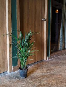 曼德姆Seaside Serenity Resort的坐在门前的盆栽植物