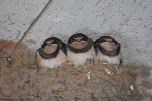 普卢巴拉内克Chambres et tables d'hôtes Cornec的一组三只鸟坐在巢里