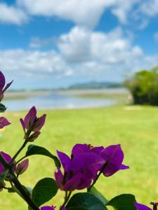 尚格里拉Espaço encantador na Lagoa- Morada colorida: lugar de gente feliz!的一组紫色花,有田野背景