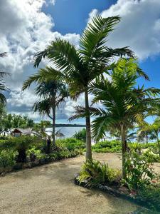 维拉港纳萨马度假酒店的海滩上的一棵棕榈树
