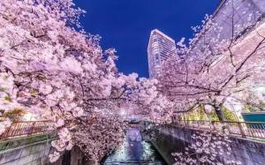 东京NIYS apartments 53 type的河上一团种满粉红色花的树