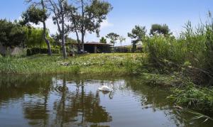 达拉曼达拉曼萨里格尔梅希尔顿spa度假酒店 的在公园的池塘里游泳的天鹅