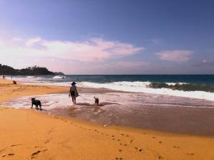 圣法兰西斯克Frondavista San Pancho的一名男子和两只狗在海滩上散步