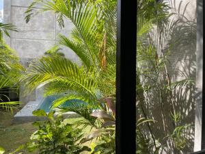 梅里达Hotel Suites La Negra的享有棕榈树花园美景的窗户