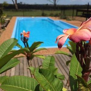 波高尔宾Wallaby Lodges的植物前的蓝色游泳池