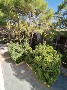 圣卡特琳娜迪纳德appartamento in pineta vista mare的树木繁茂的院子中一排绿色的灌木丛