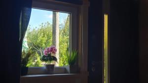 普罗斯特迪尼贝克瓦Wellness-Beskydy的窗台上一盆盆植物的窗户