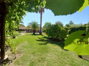 卢汉德库约La Vieja Finca的享有棕榈树庭院的景色