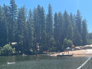 Twain HarteTwain Harte retreat w/ lake access, ski/Yosemite的一群人在有树的湖里游泳
