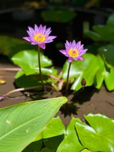 拉迪格岛卡巴内德艾格莉丝酒店的绿叶池塘里两朵紫色花