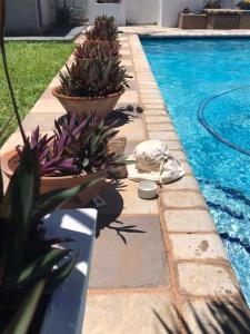 马普托Guesthouse MALAGUETA INN II的游泳池旁边有两个盆栽植物