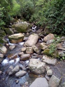 圣弗朗西斯科Colibrí的一条有岩石和树木的水流