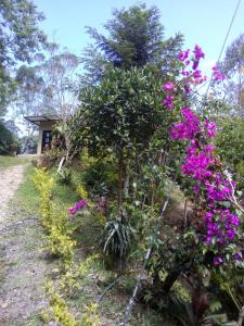 圣弗朗西斯科Colibrí的一座房子前面的灌木丛,花朵紫色