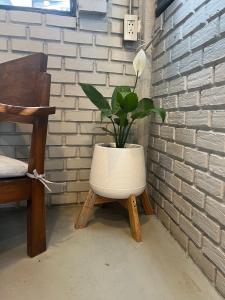 清迈Eachother Hostel的砖墙旁坐在凳子上的植物