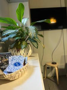阿威罗A Beira Hostel的坐在桌子上的一个盆栽植物