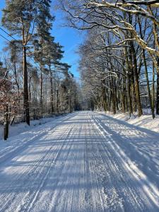 哈瑟尔特Bokrijklodge的两边有树木的雪覆盖道路