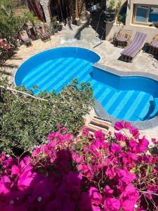 锡瓦Dream Lodge Siwa دريم لودج سيوة的游泳池前有紫色花