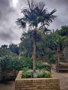 文特诺Smugglers Lodge at Ventnor Botanic Garden的种有植物的花园中的棕榈树