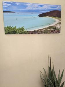 圣何塞德尔卡沃Estudio Balandra cerca del aeropuerto SJD的海滩和墙上植物的照片