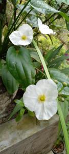 GadaladeniyaNew Toropi Homestay的绿叶白花团簇